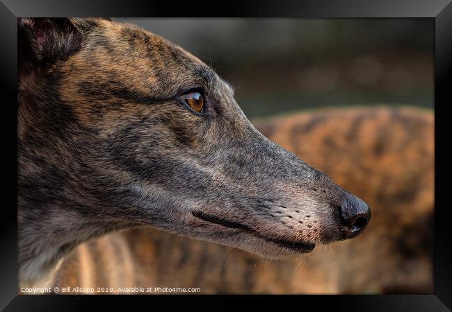 Portrait of a brindle greyhound. Framed Print by Bill Allsopp