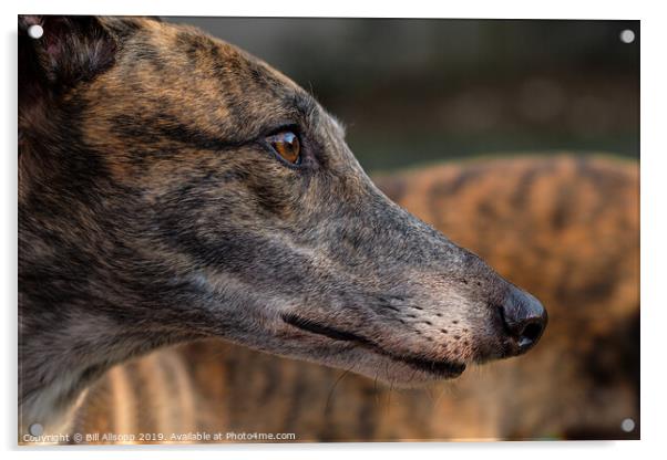Portrait of a brindle greyhound. Acrylic by Bill Allsopp