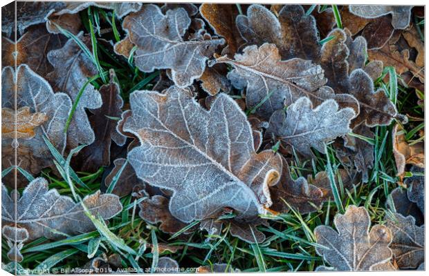 Oak leaves in winter. Canvas Print by Bill Allsopp