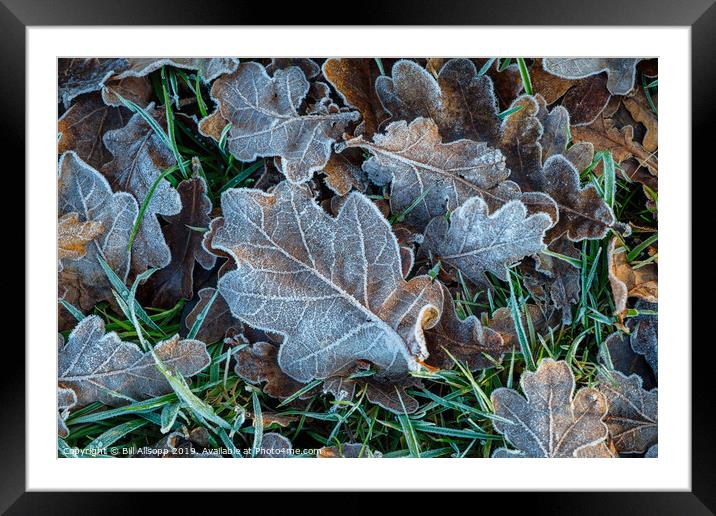 Oak leaves in winter. Framed Mounted Print by Bill Allsopp