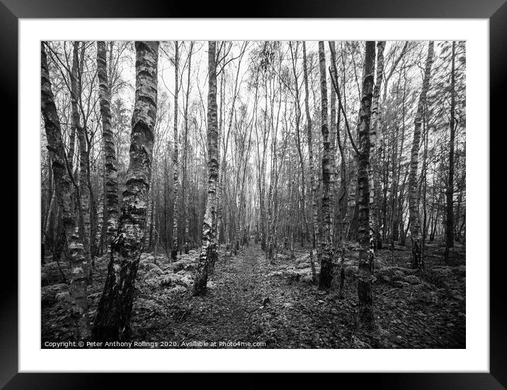 Through The Birches Framed Mounted Print by Peter Anthony Rollings