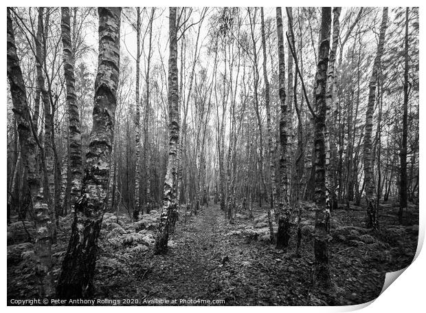 Through The Birches Print by Peter Anthony Rollings