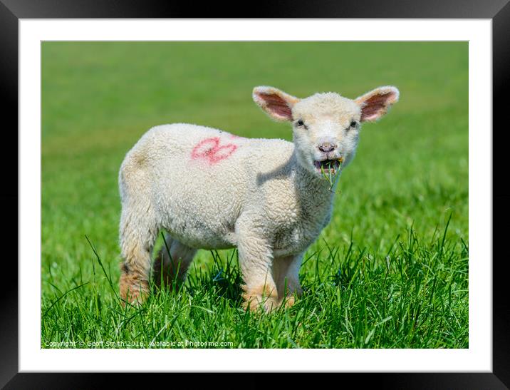 Cute lamb eating grass Framed Mounted Print by Geoff Smith