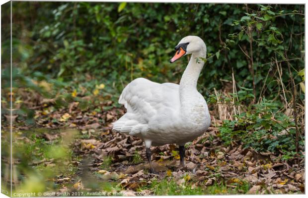 Mute Swan Standing Canvas Print by Geoff Smith