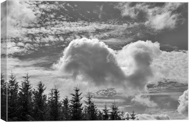 Cloudscape over fir trees Canvas Print by Phil Crean