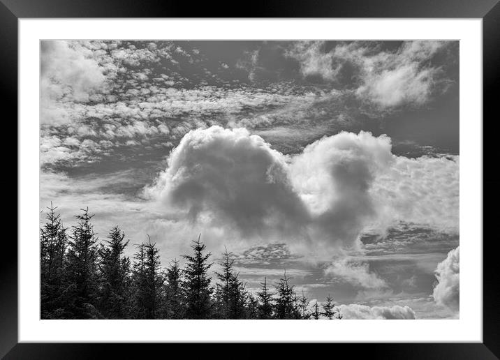Cloudscape over fir trees Framed Mounted Print by Phil Crean