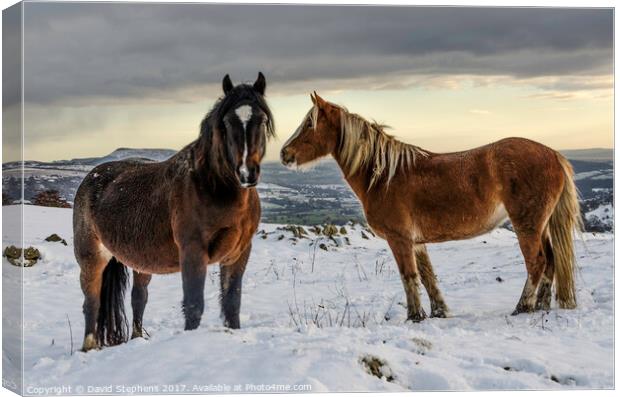 Ponies in the snow Canvas Print by David Stephens