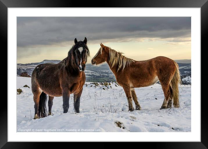 Ponies in the snow Framed Mounted Print by David Stephens