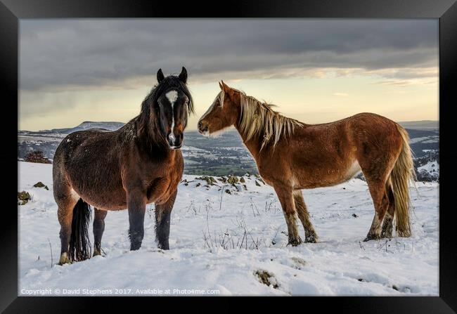 Ponies in the snow Framed Print by David Stephens