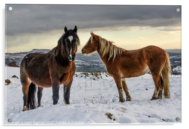 Ponies in the snow Acrylic by David Stephens