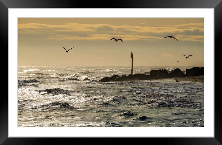 Horsey Gap seagulls. Framed Mounted Print by Bill Allsopp