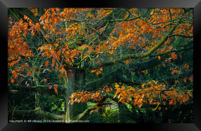Oak tree in Autumn. Framed Print by Bill Allsopp