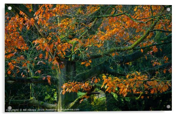 Oak tree in Autumn. Acrylic by Bill Allsopp