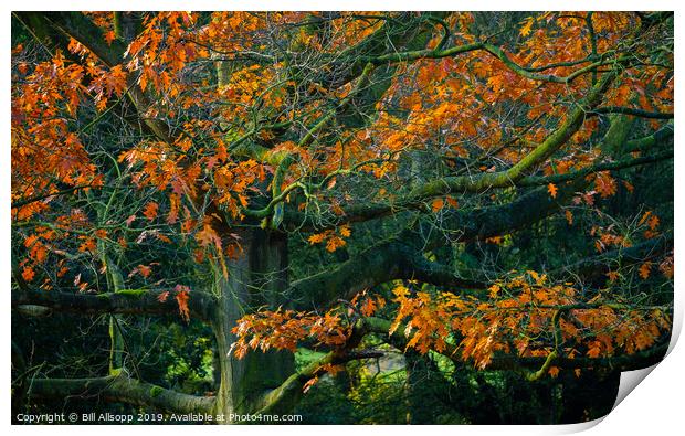 Oak tree in Autumn. Print by Bill Allsopp