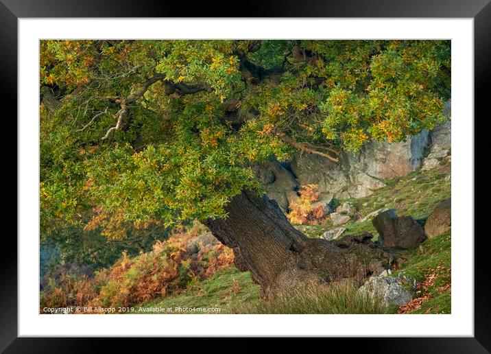 The Wonky Oak. Framed Mounted Print by Bill Allsopp