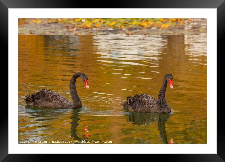 a rare exemplary of black swan exsisting in Italy Framed Mounted Print by susanna mattioda