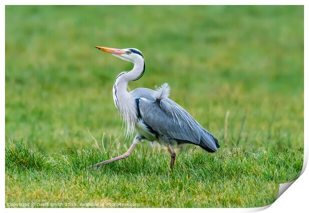 Grey Heron Walking Print by Geoff Smith