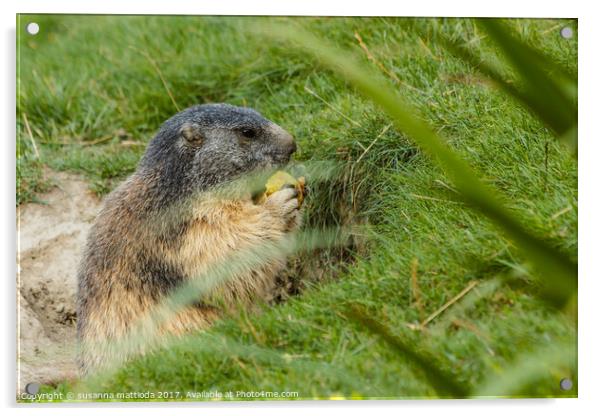 close-up of a sociable marmot Acrylic by susanna mattioda