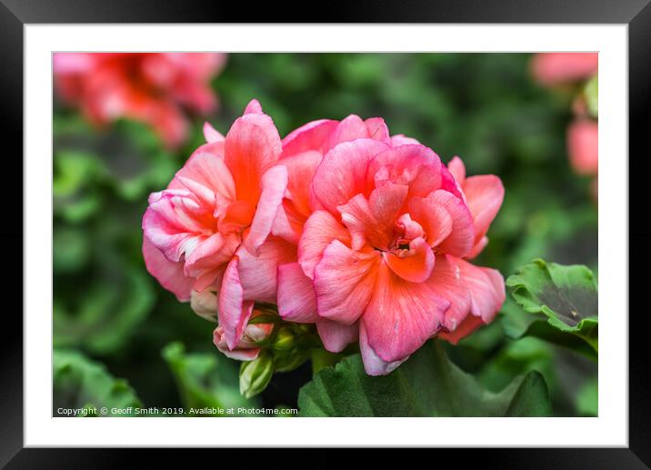 Pinkish red Zonal Geraniums Framed Mounted Print by Geoff Smith