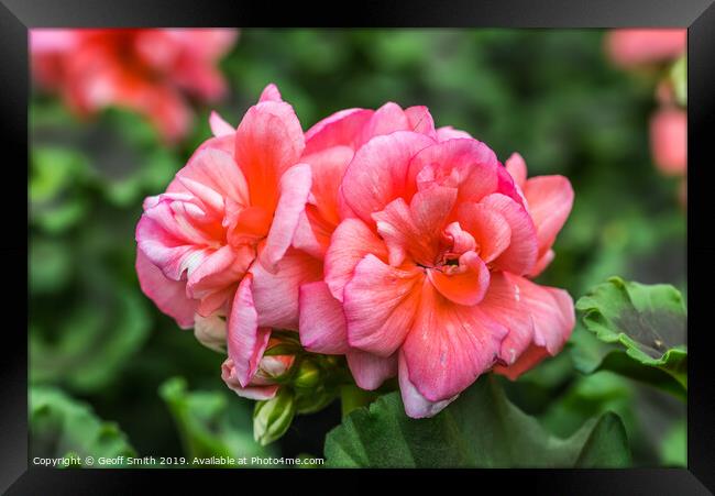 Pinkish red Zonal Geraniums Framed Print by Geoff Smith