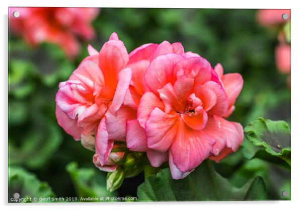 Pinkish red Zonal Geraniums Acrylic by Geoff Smith