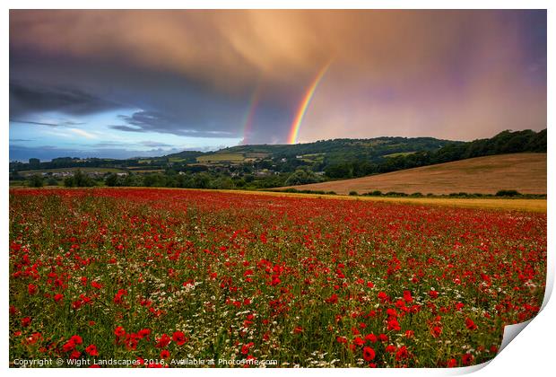 Rainbow Poppies Print by Wight Landscapes
