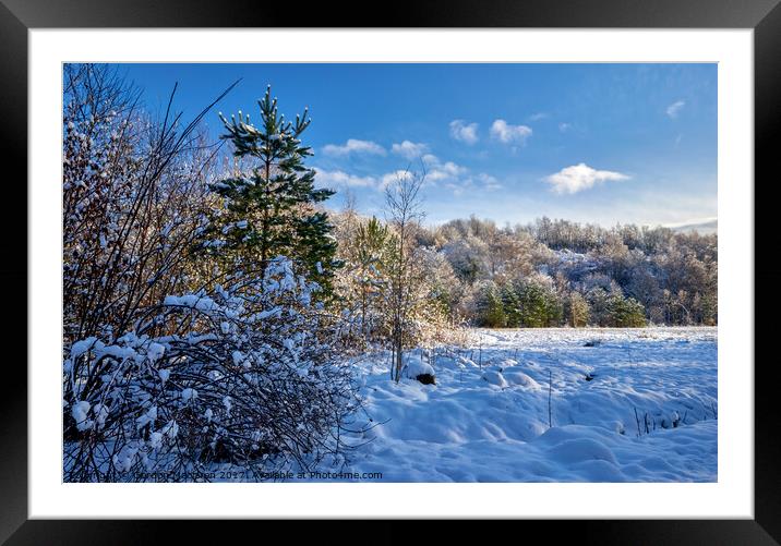 Christmas Tree in the snow Framed Mounted Print by Gordon Maclaren