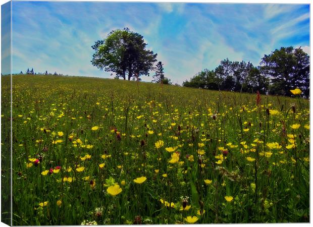 Fragrant Meadow Canvas Print by Richie Fairlamb