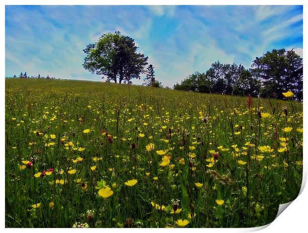Fragrant Meadow Print by Richie Fairlamb