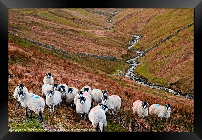 Swaledale Sheep in Weardale, North Pennines Landsc Framed Print by Martyn Arnold
