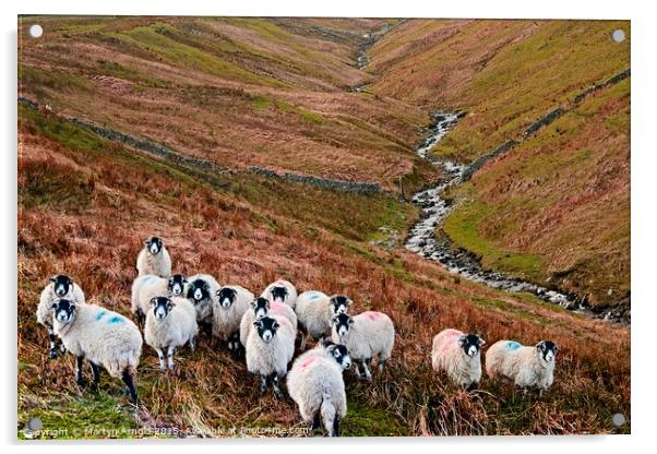 Swaledale Sheep in Weardale, North Pennines Landsc Acrylic by Martyn Arnold