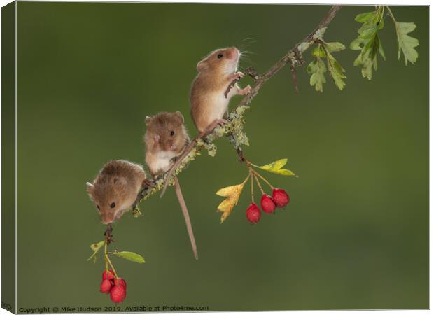 Harvest Mouse Trio Canvas Print by Mike Hudson