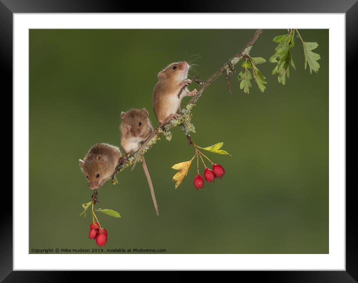 Harvest Mouse Trio Framed Mounted Print by Mike Hudson