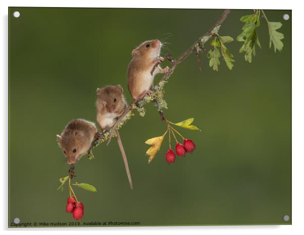 Harvest Mouse Trio Acrylic by Mike Hudson