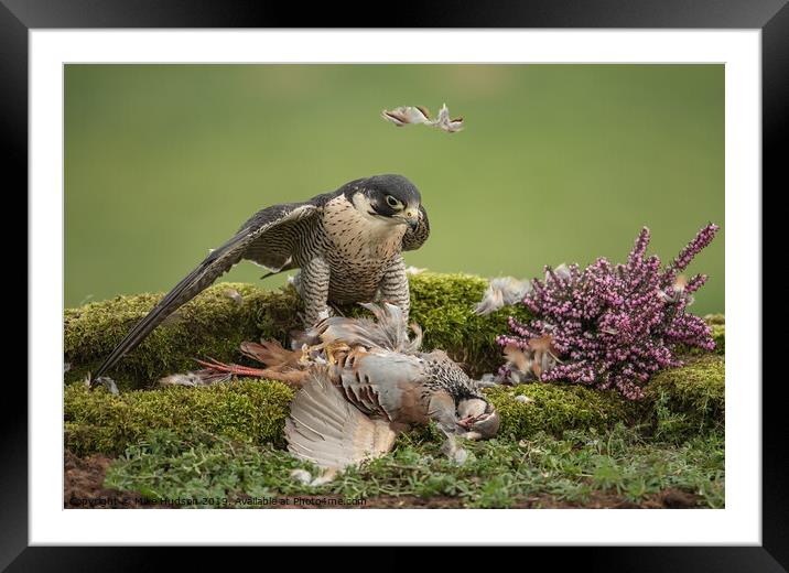 Peregrine Falcon with Prey Framed Mounted Print by Mike Hudson