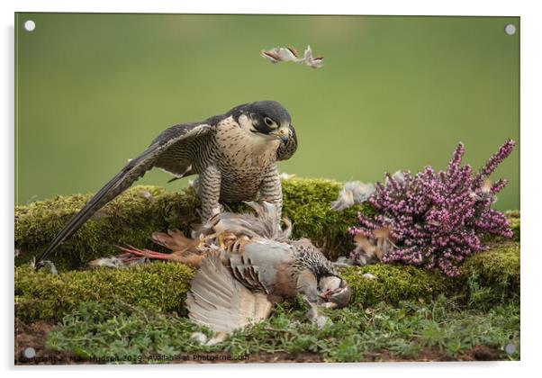 Peregrine Falcon with Prey Acrylic by Mike Hudson