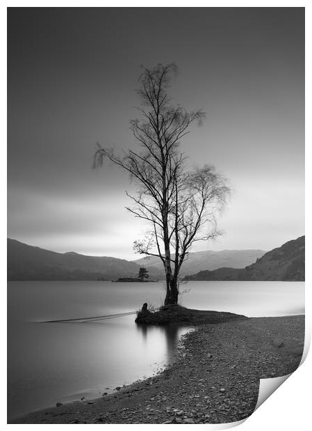 Single Tree On Ullswater Print by Phil Durkin DPAGB BPE4