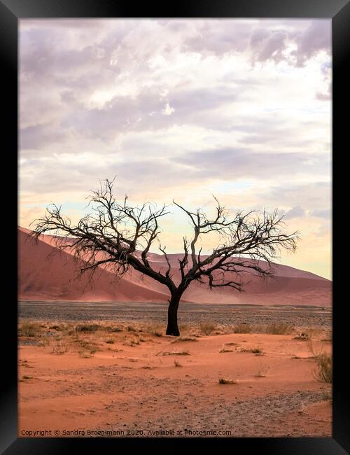 African Tree Framed Print by Sandra Broenimann