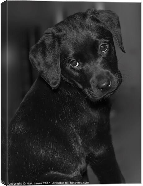 Puppy eyes  Canvas Print by Malc Lawes