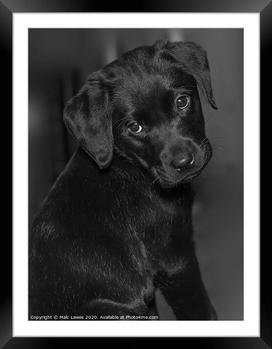 Puppy eyes  Framed Mounted Print by Malc Lawes