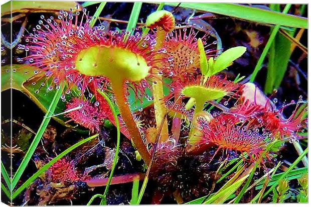 Sundews In Evening Light Canvas Print by val butcher