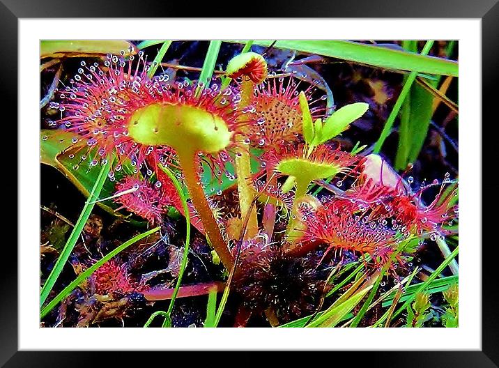 Sundews In Evening Light Framed Mounted Print by val butcher