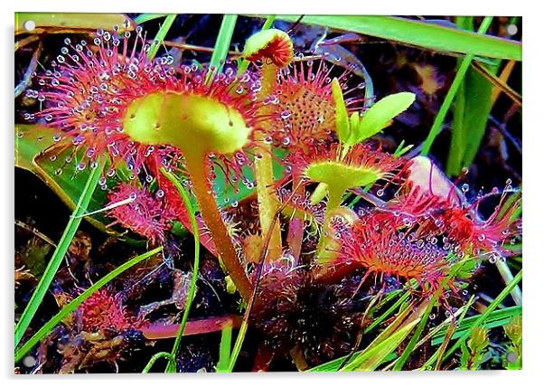 Sundews In Evening Light Acrylic by val butcher