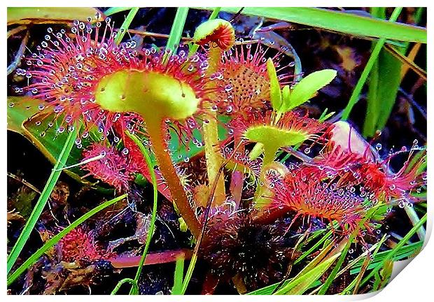 Sundews In Evening Light Print by val butcher