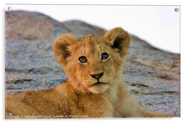 Lion Cub Acrylic by Nathalie Hales