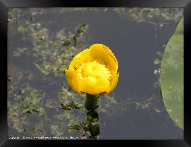 Yellow water lily Framed Print by Ursula Keene
