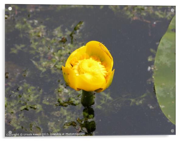 Yellow water lily Acrylic by Ursula Keene