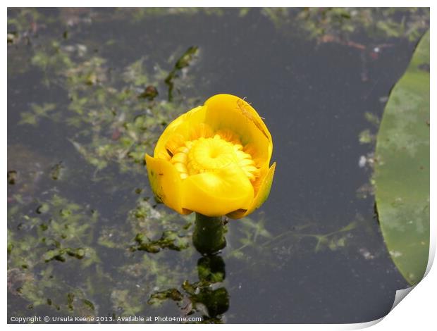 Yellow water lily Print by Ursula Keene