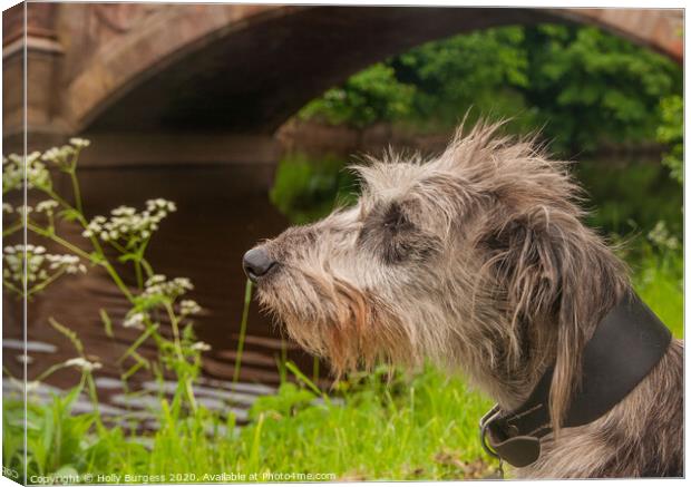 'Imposing Irish Wolfhound: History and Companionsh Canvas Print by Holly Burgess