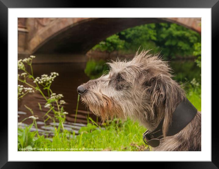 'Imposing Irish Wolfhound: History and Companionsh Framed Mounted Print by Holly Burgess